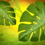 DISNEY'S THE JUNGLE BOOK KIDS